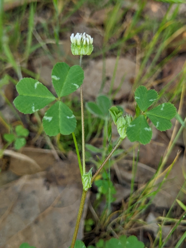 Trifolium microdon (Thimble clover), native California herb