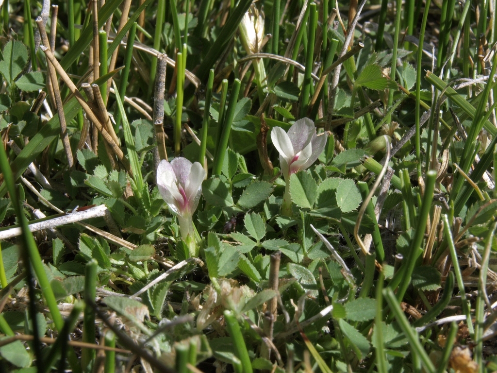 Trifolium monanthum (Carpet clover), native California herb