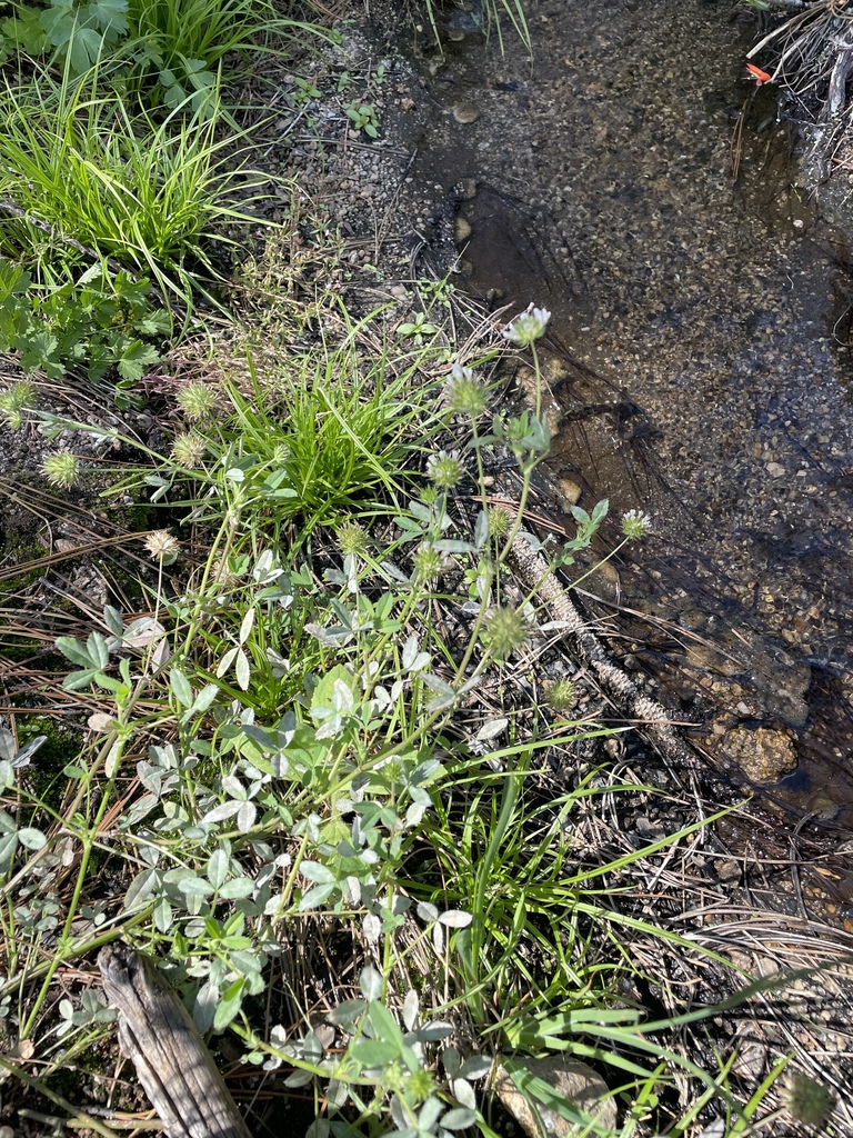 Trifolium obtusiflorum (Clammy clover), native California herb
