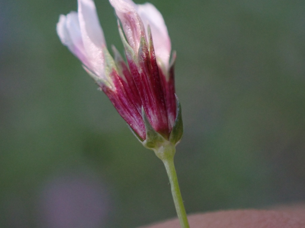 Trifolium oliganthum (Few-flowered clover), native California herb