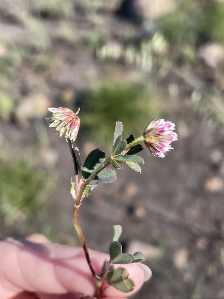 Trifolium palmeri (Southern island clover), native California annual