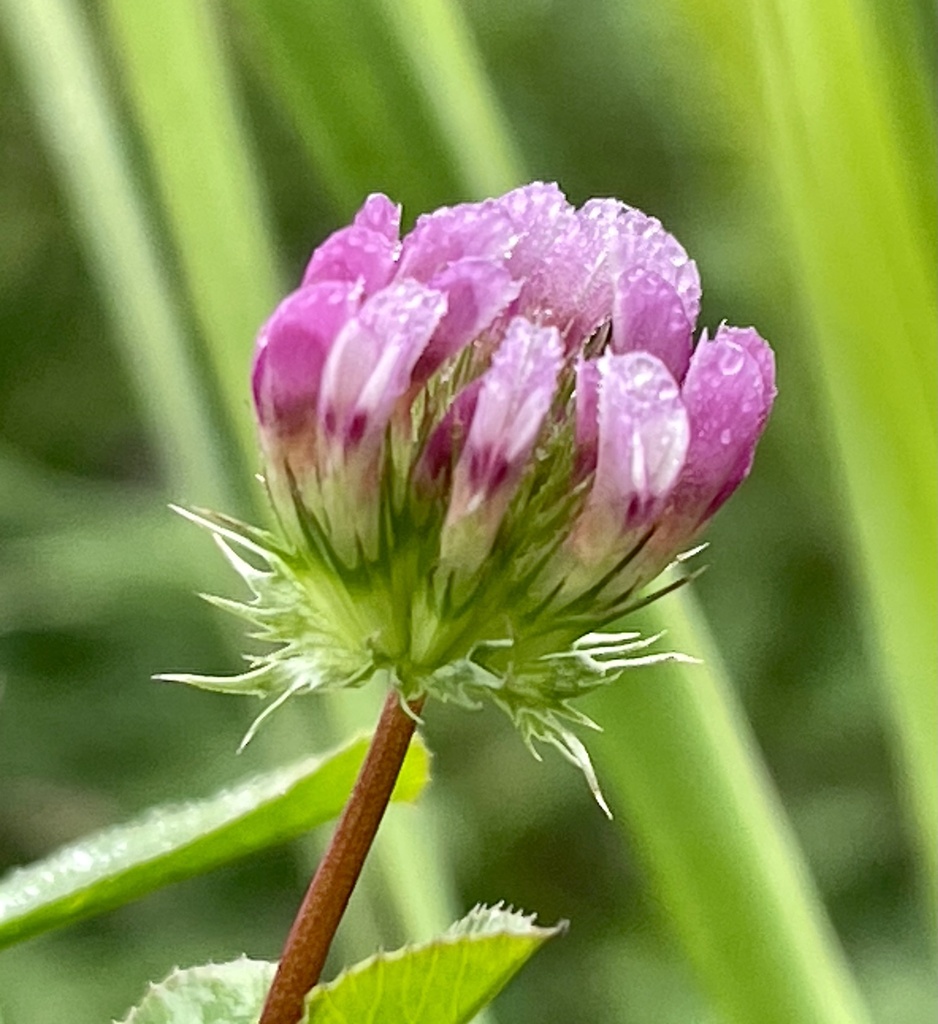 Trifolium polyodon (Pacific grove clover), native California annual