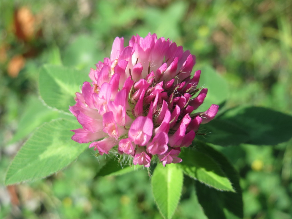 Trifolium pratense (Red clover), non-native California herb
