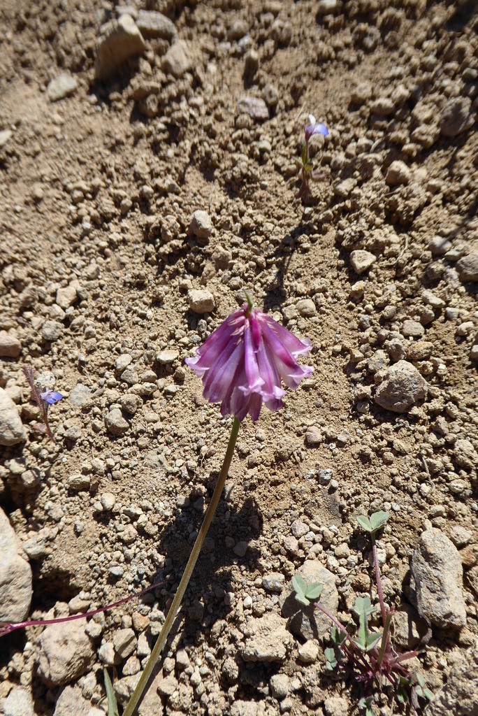 Trifolium productum (Productive clover), native California herb