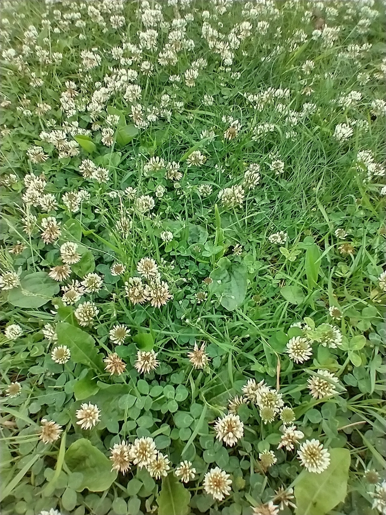 Trifolium repens (White clover), non-native California herb