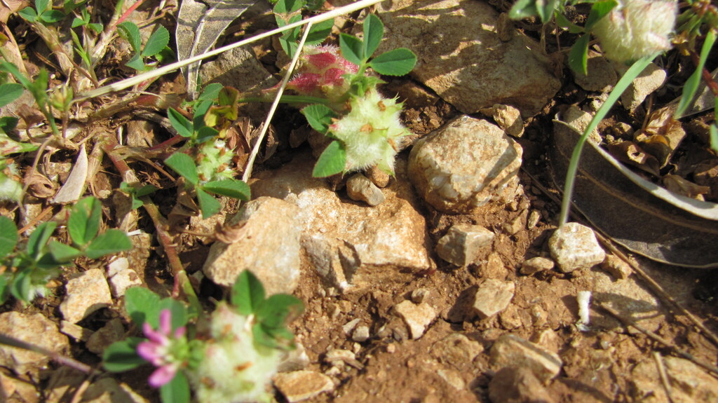 Trifolium resupinatum (Reversed clover), non-native California herb