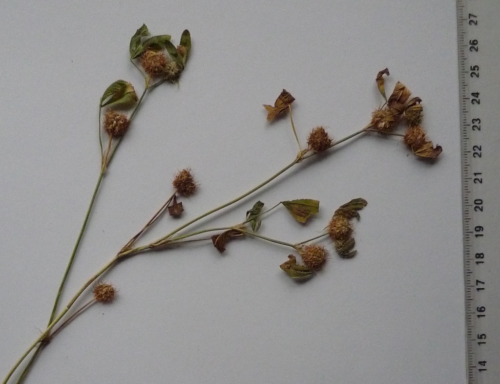 Trifolium retusum (Teasel clover), non-native California herb