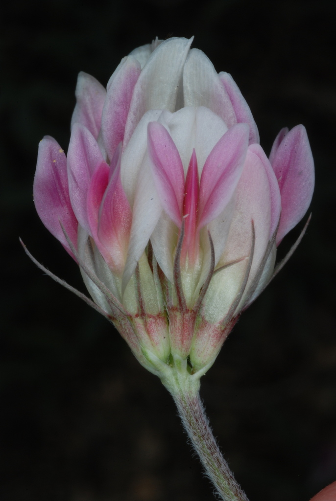 Trifolium siskiyouense (Siskiyou clover), native California herb