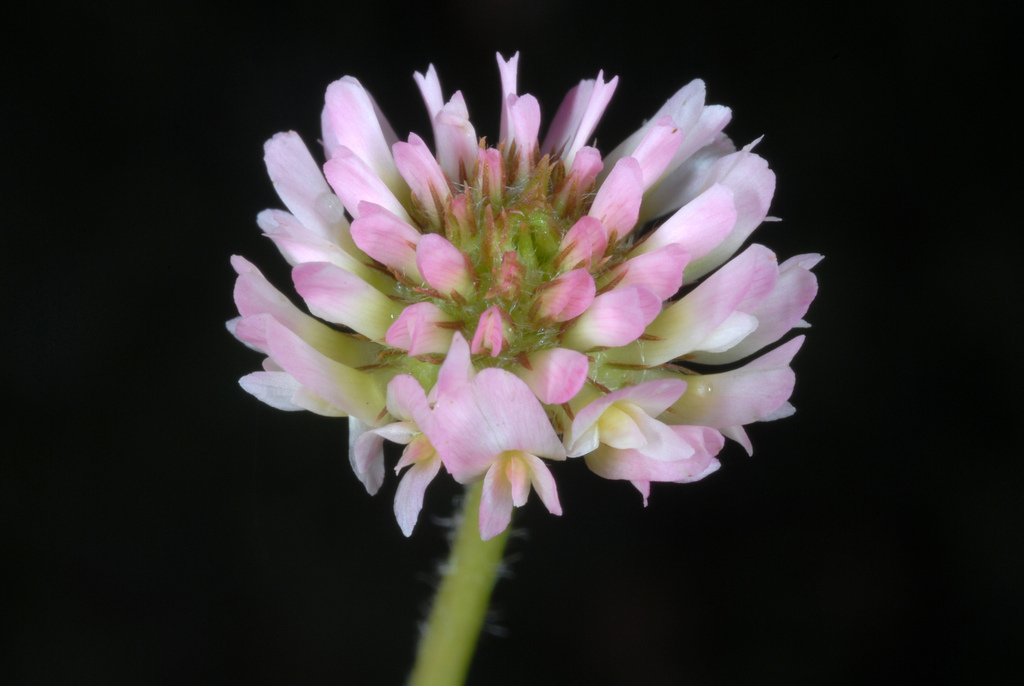 Trifolium sp. (Clover), non-native California perennial