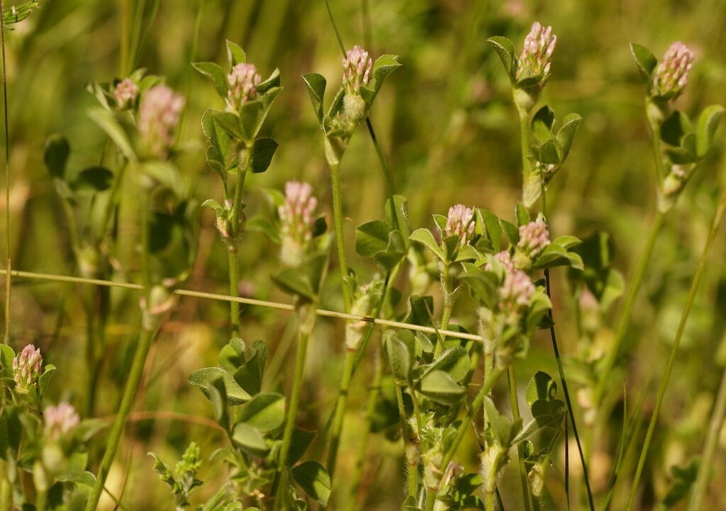 Trifolium striatum (Knotted clover), non-native California herb