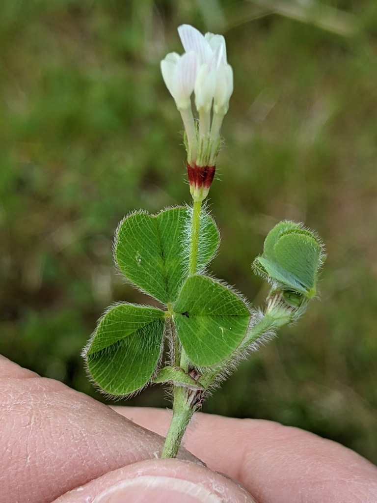 Trifolium subterraneum (Subterranean clover), non-native California herb