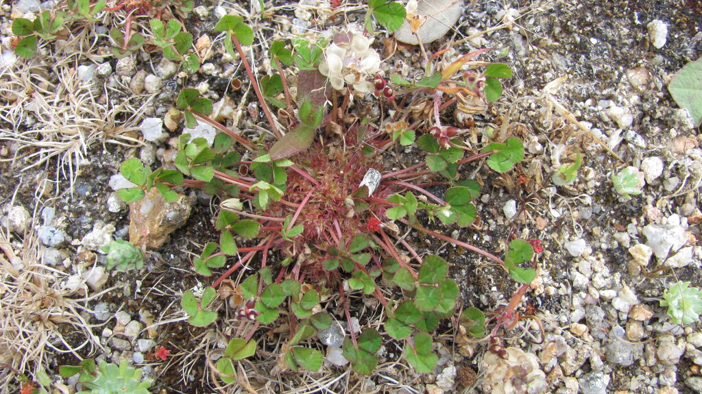 Trifolium suffocatum (Small cluster clover), California herb