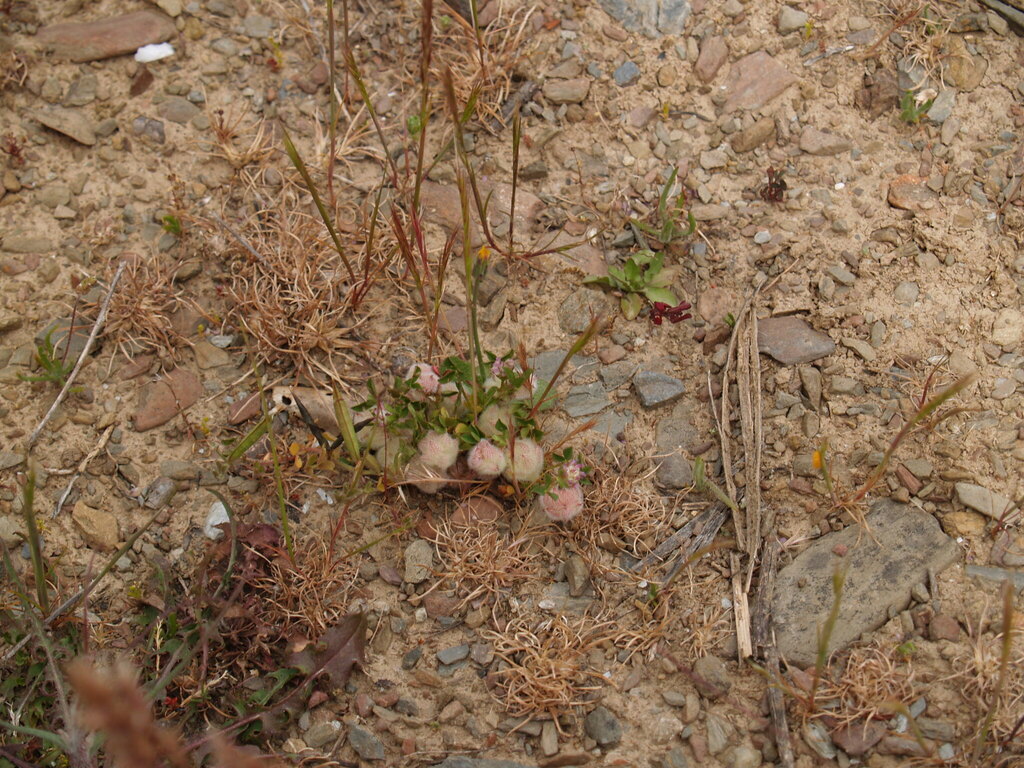 Trifolium tomentosum (Woolly clover), non-native California herb