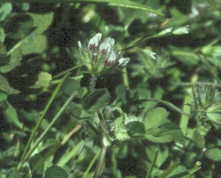Trifolium trichocalyx (Monterey clover), native California herb