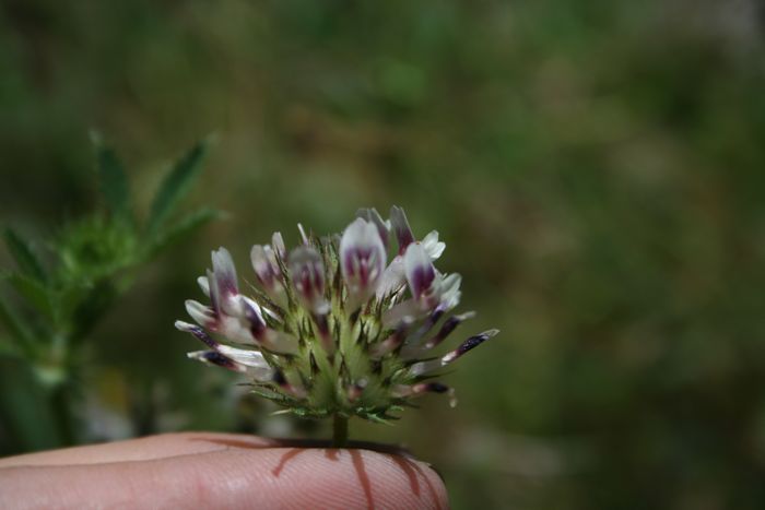 Trifolium variegatum, native California herb