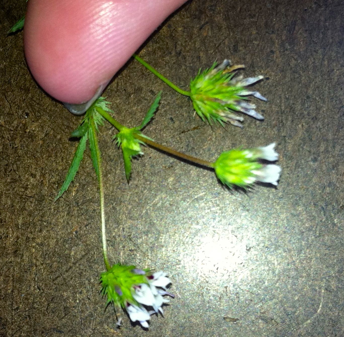 Trifolium willdenovii (Tomcat clover), native California herb