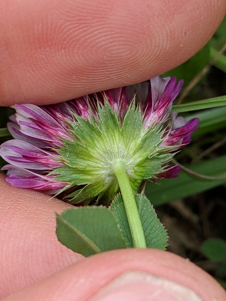 Trifolium wormskioldii (Cow clover), native California herb
