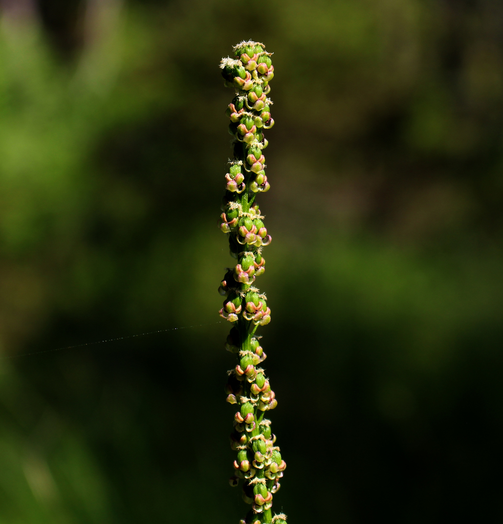 Triglochin concinna var. debilis (Slender arrow grass), native California perennial