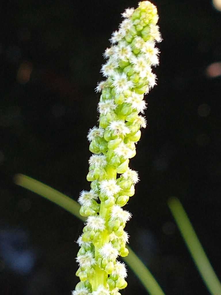 Triglochin maritima (Common arrow-grass), native California grass