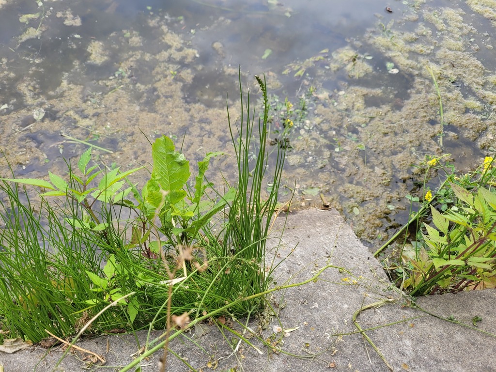 Triglochin palustris (Marsh arrow-grass), native California grass
