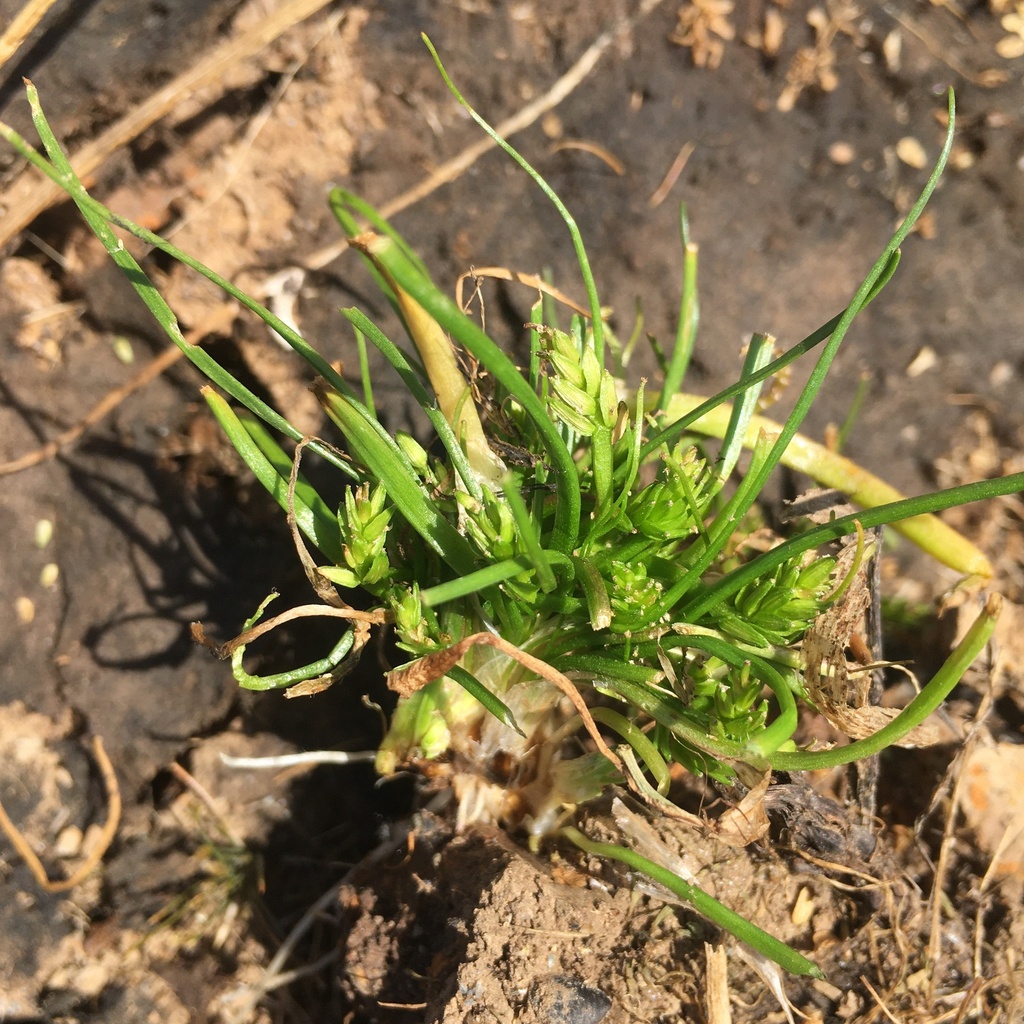 Triglochin scilloides (Flowering-quillwort), native California grass