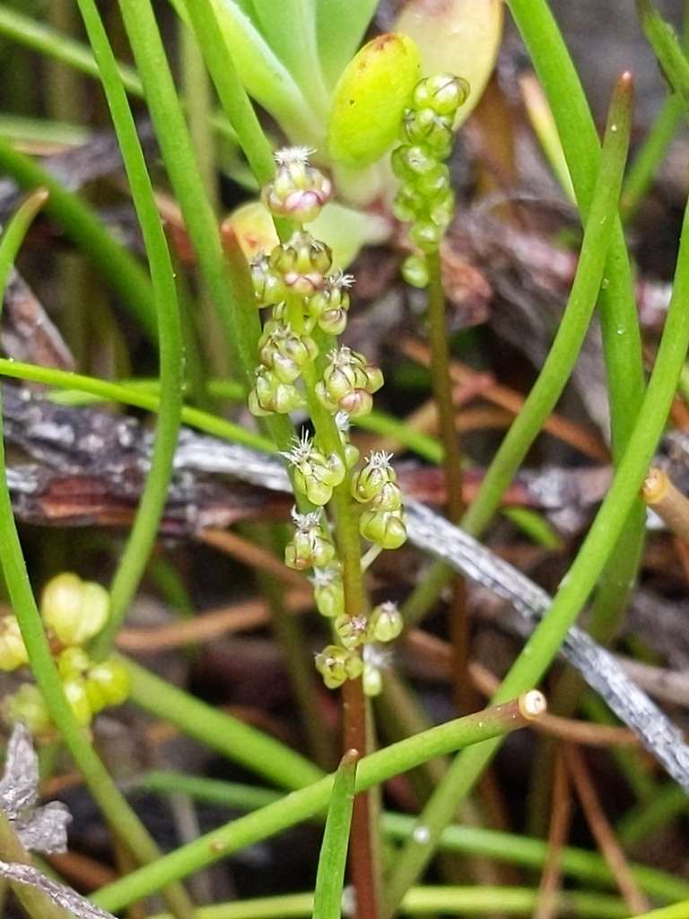 Triglochin striata (Three-ribbed arrow-grass), native California grass