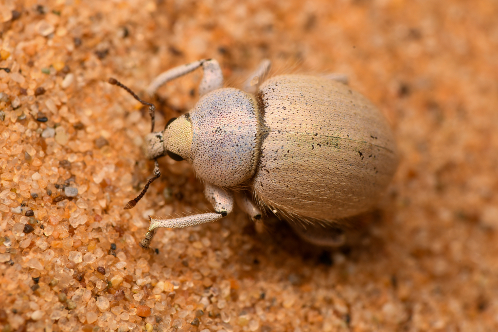 Trigonoscuta stantoni (Santa Cruz Island Shore Weevil), California species
