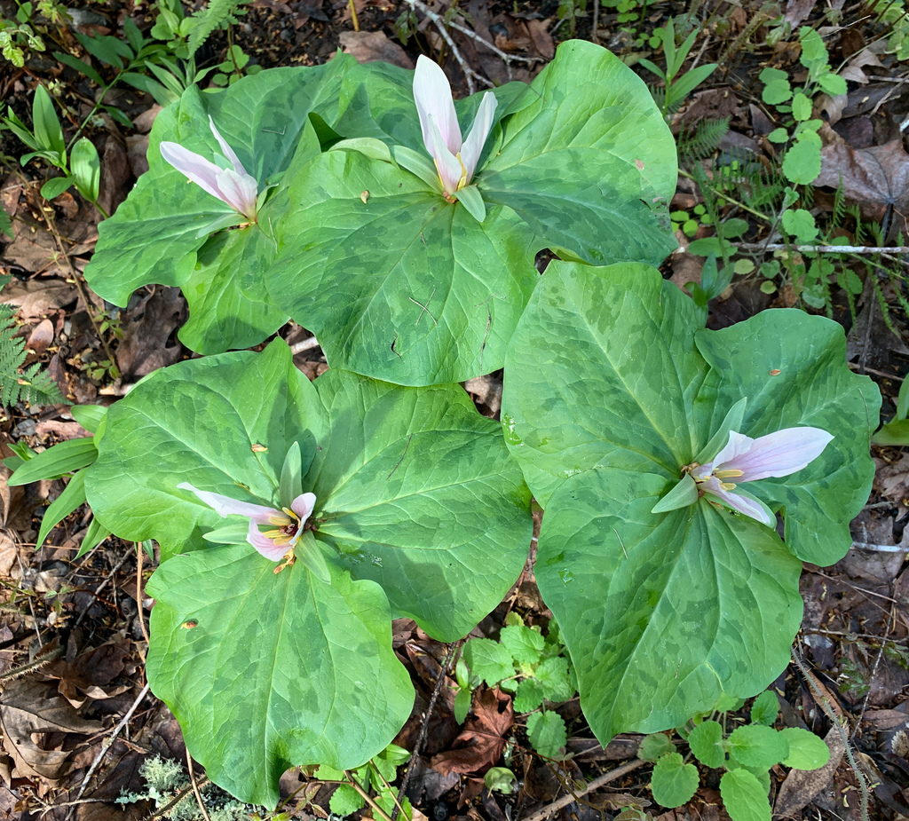 Trillium albidum (Giant white wakerobin), native California herb