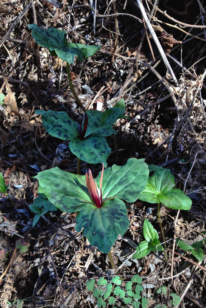 Trillium angustipetalum (Narrow petaled wakerobin), native California herb