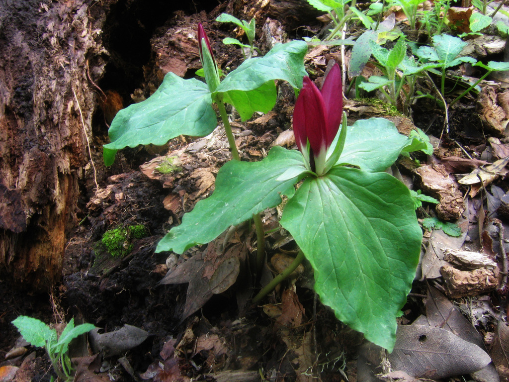 Trillium chloropetalum (Giant trillium), native California herb
