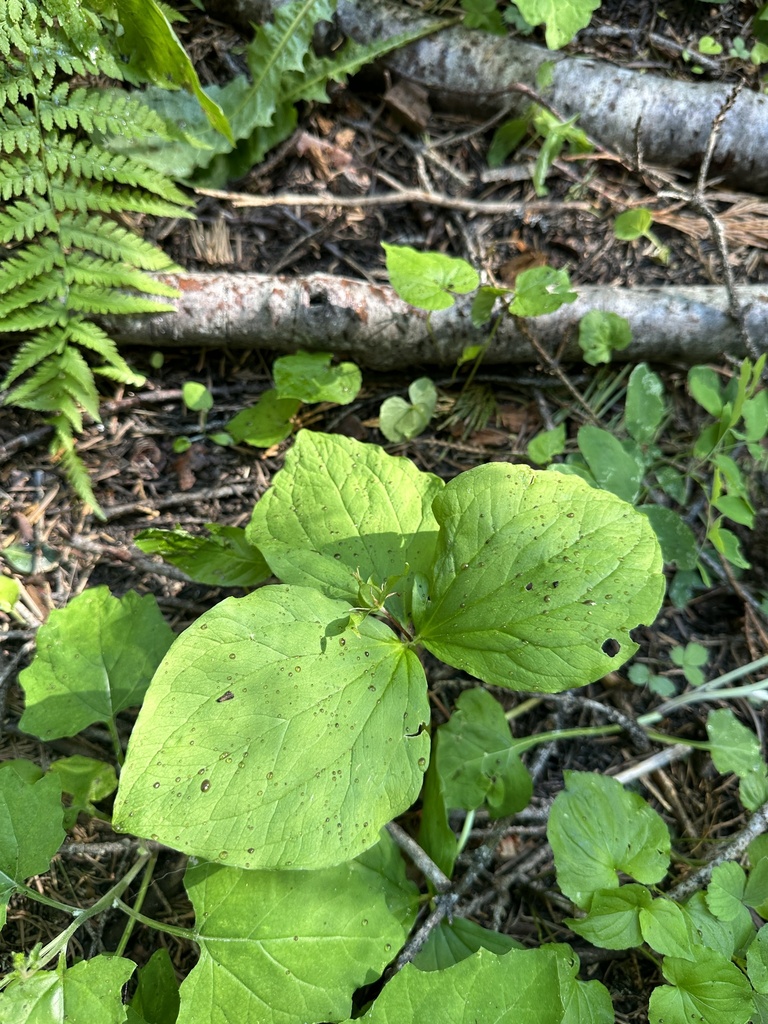 Trillium oettingeri (Salmon mountains wakerobin), native California perennial
