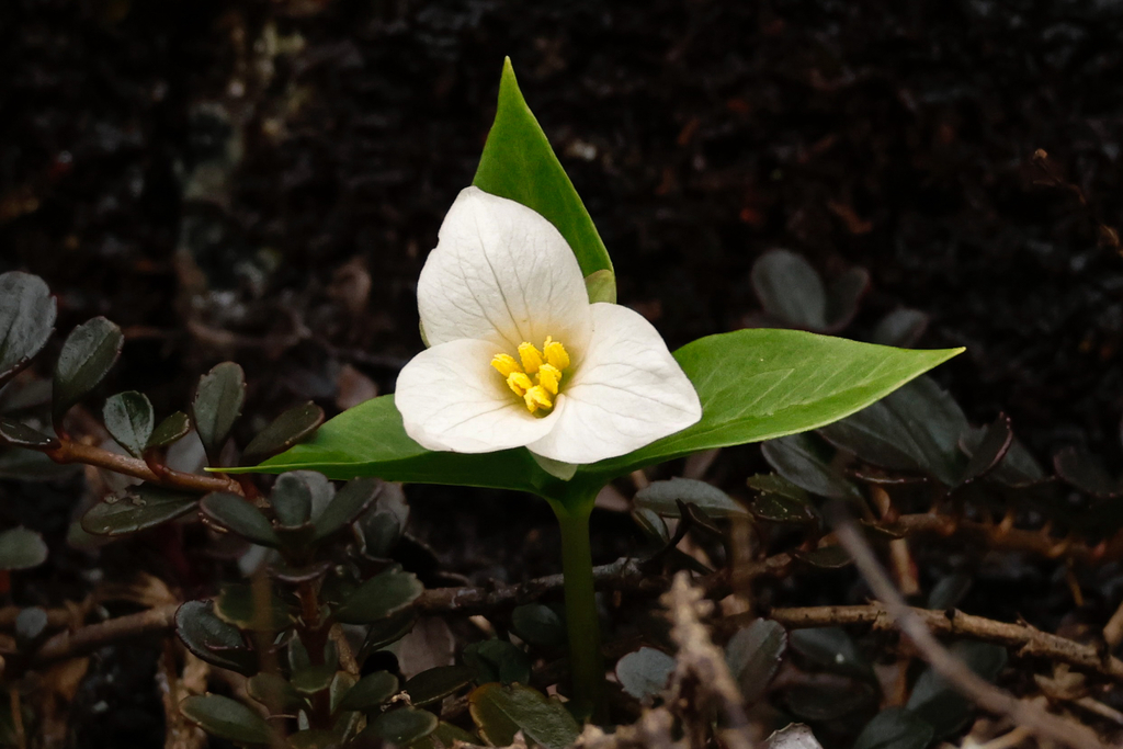 Trillium ovatum (Western trillium), native California herb