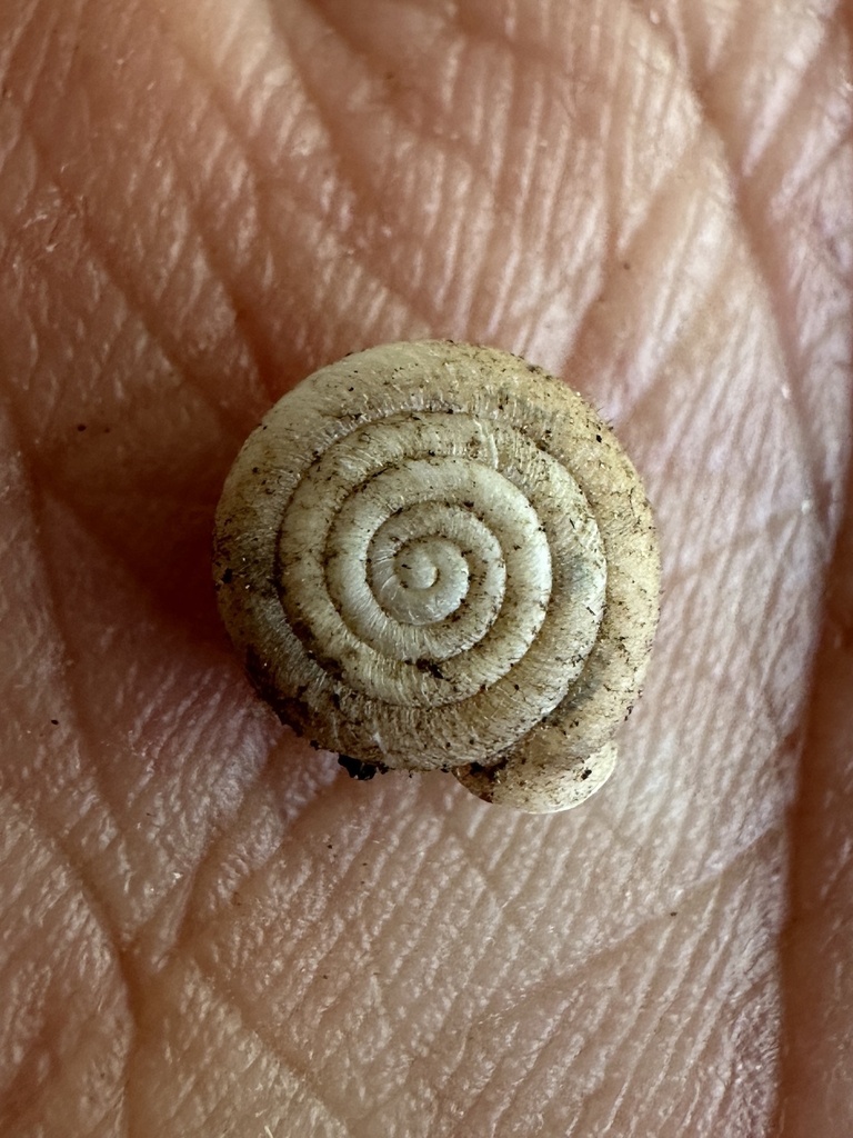 Trilobopsis roperi (Shasta Chaparral), California species