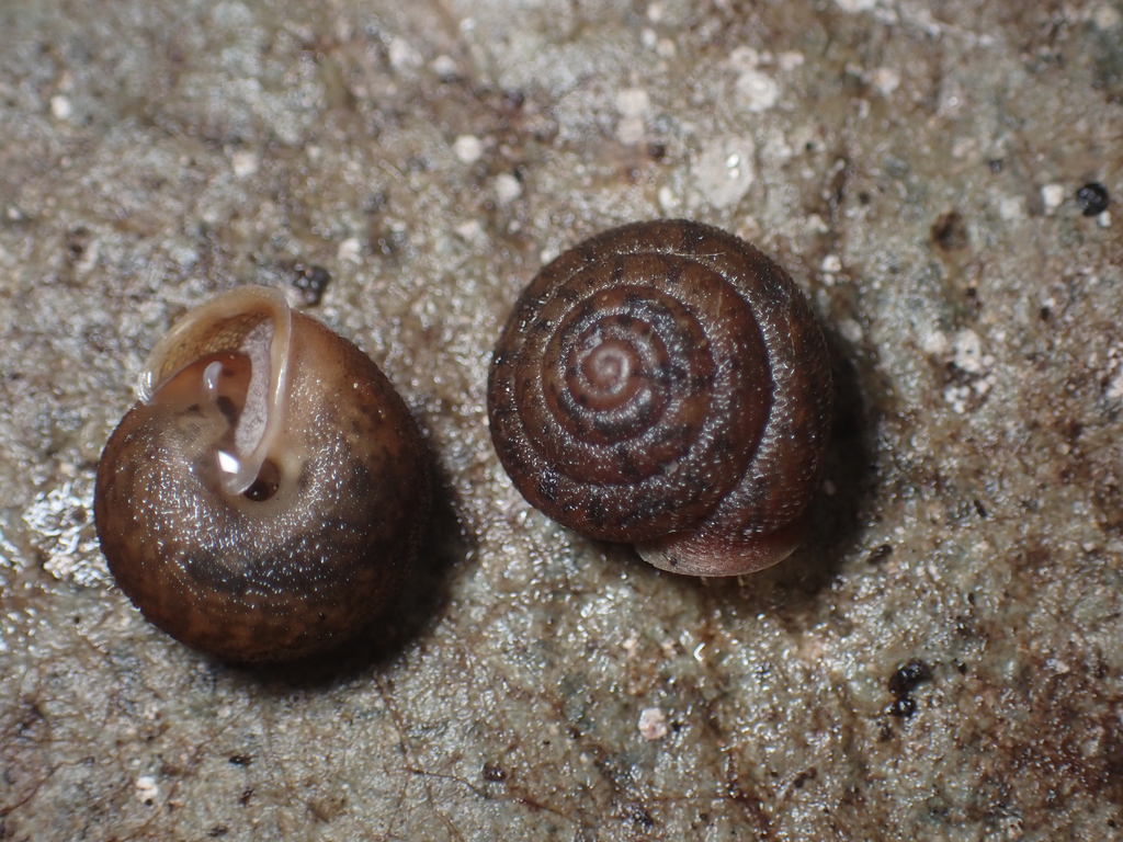 Trilobopsis tehamana (Tehama Chaparral), California species