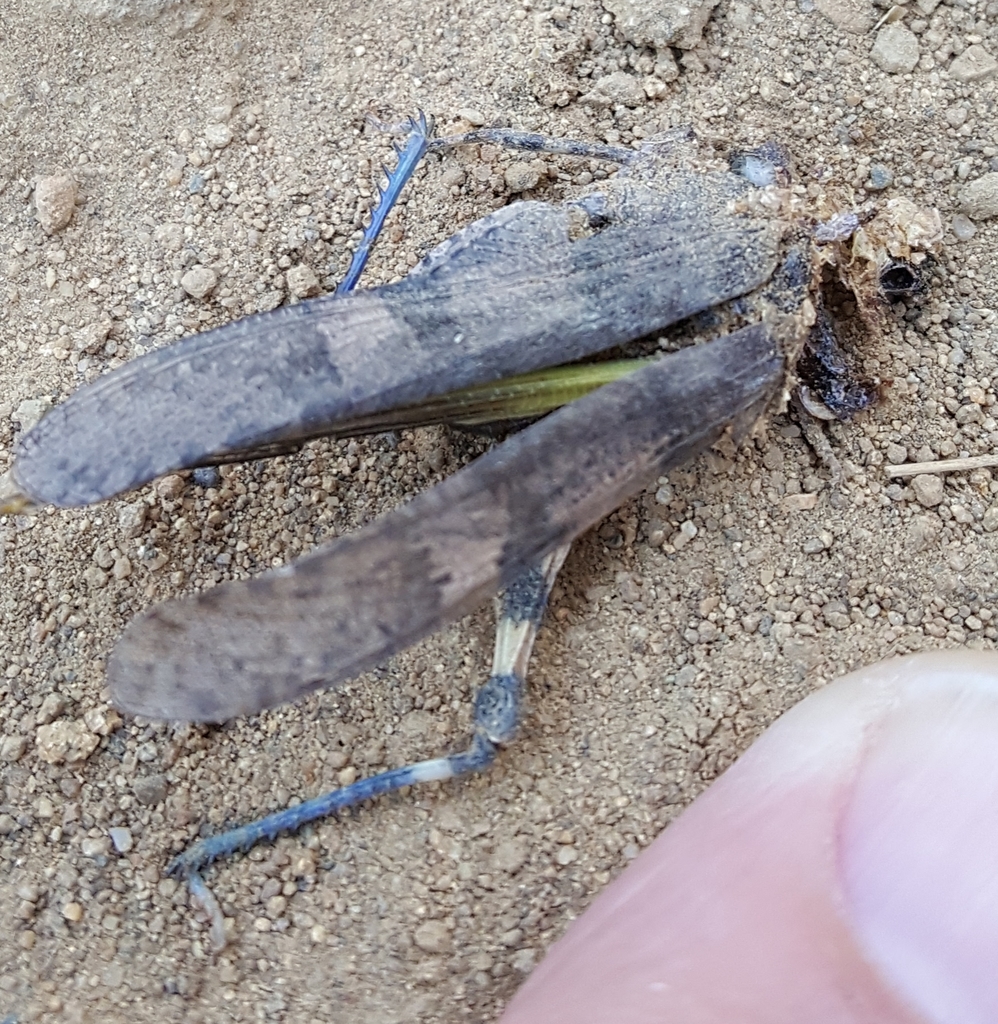 Trimerotropis fontana (Fontana Grasshopper), California species