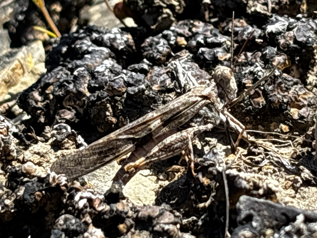 Trimerotropis infantilis (Zayante band- winged grasshopper), California species