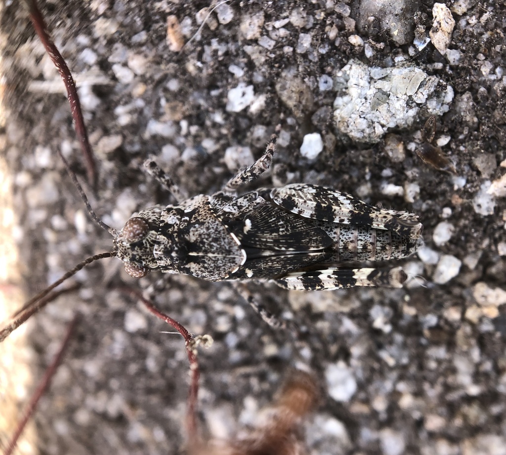 Trimerotropis occidentiloides (Santa Monica Grasshopper), California species