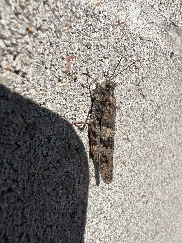 Trimerotropis pallidipennis (Pallid-winged Grasshopper), California species