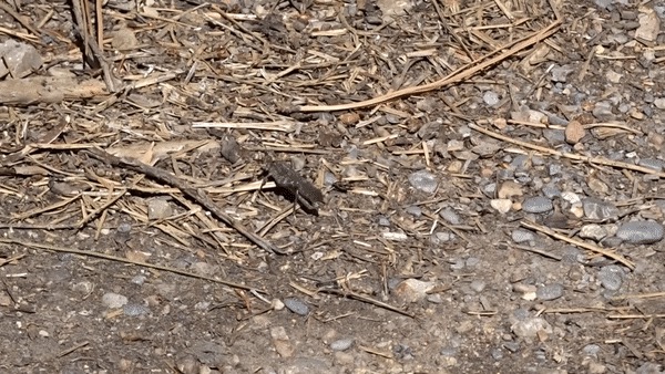 Trimerotropis verruculata (Crackling Forest Grasshopper), California species