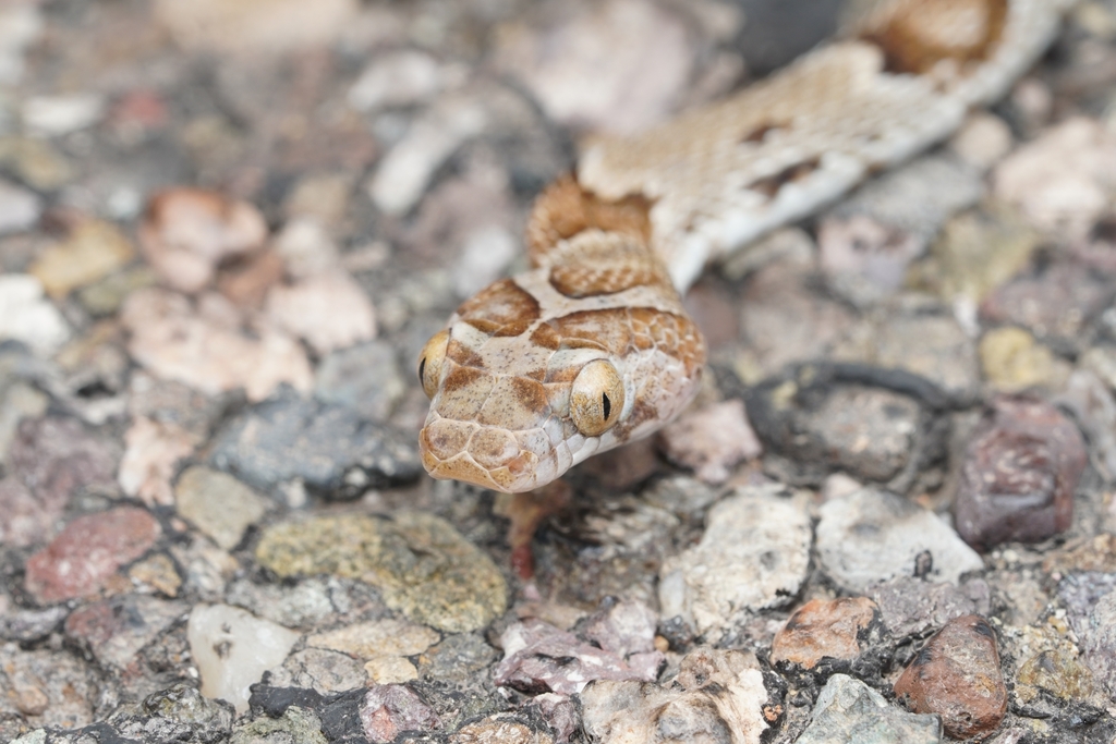 Trimorphodon lambda (Sonoran Lyresnake), California species