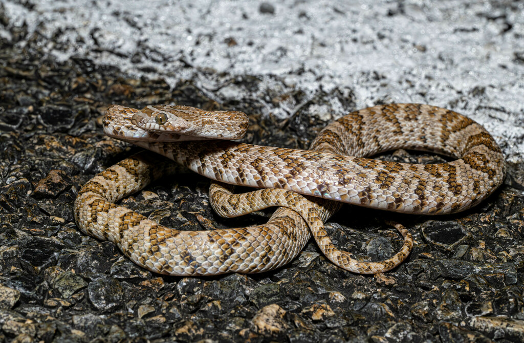 Trimorphodon lyrophanes (California Lyresnake), California species