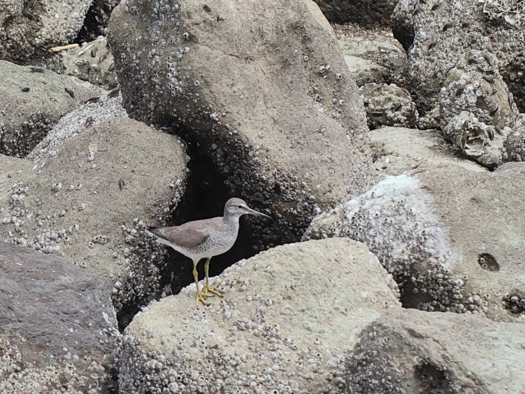 Tringa brevipes (Gray-tailed Tattler), California species