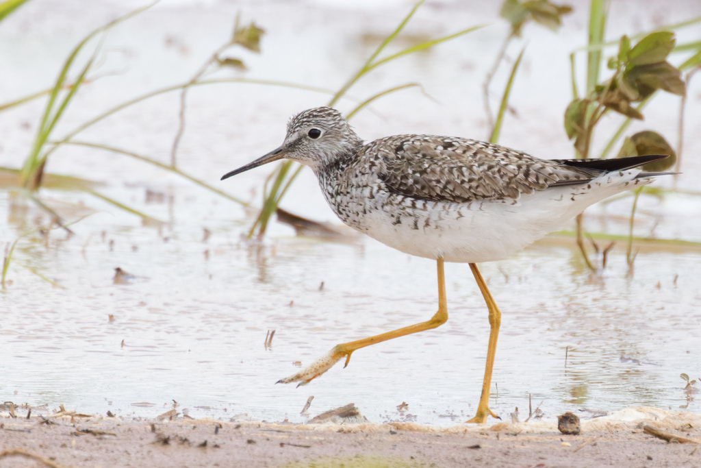 Tringa flavipes (Lesser Yellowlegs), California species