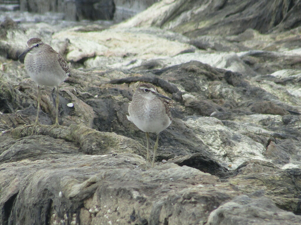 Tringa glareola (Wood Sandpiper), California species