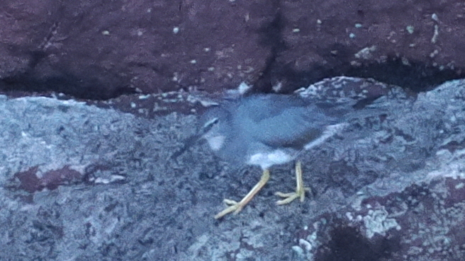 Tringa incana (Wandering Tattler), California species