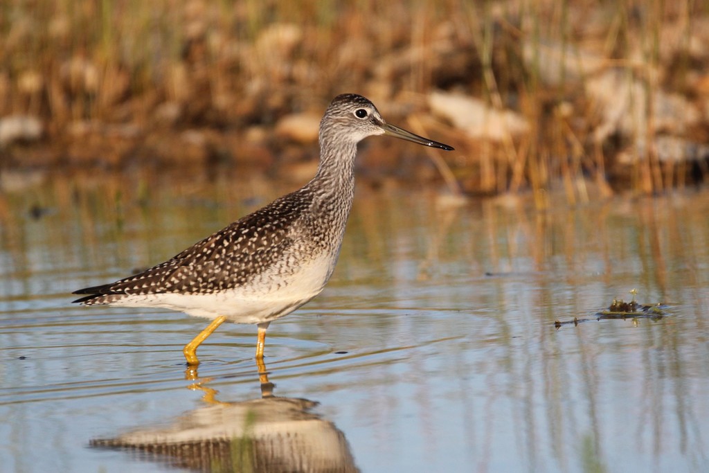Tringa melanoleuca (Greater Yellowlegs), California species