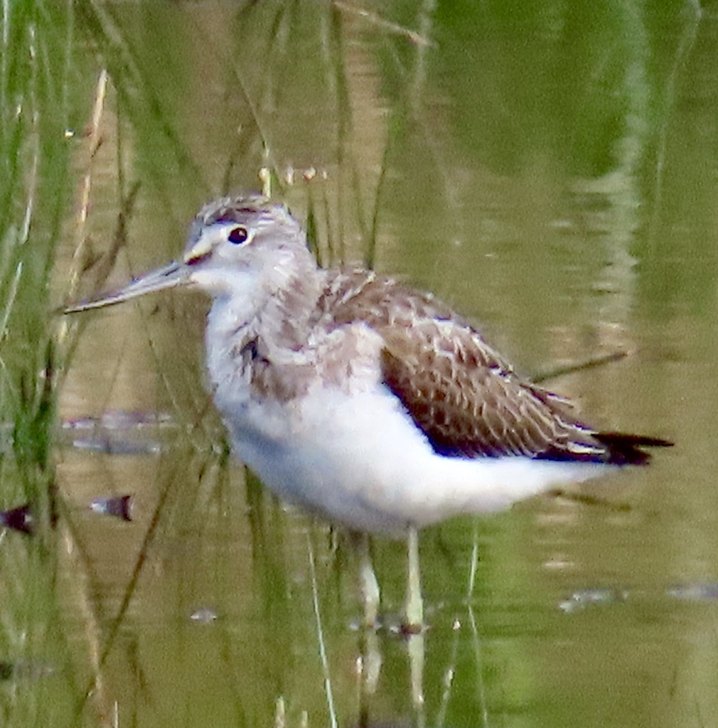 Tringa nebularia (Common Greenshank), California species