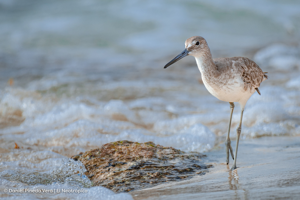 Tringa semipalmata (Willet), California species