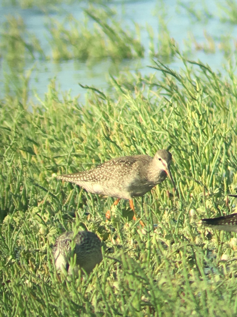 Tringa erythropus (Spotted Redshank), California species