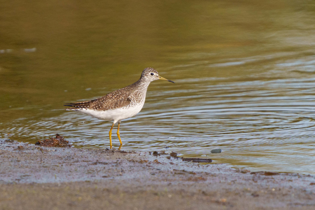 Tringa solitaria (Solitary Sandpiper), California species